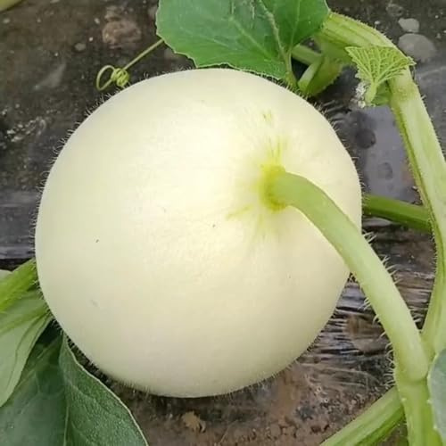 zuckermelone melonensamen - pflanztöpfe säulenobst kräutersamen garten hochbeet stauden winterhart mehrjährig obstbäume obstbaum obstpflanzen heilkräuter pflanzensamen kräuterpflanzen 25samen