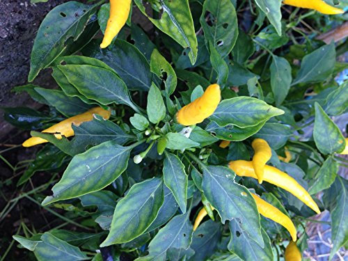 SEMI PEPERONCINO-HOT LEMON + GUIDA ALLA COLTIVAZIONE