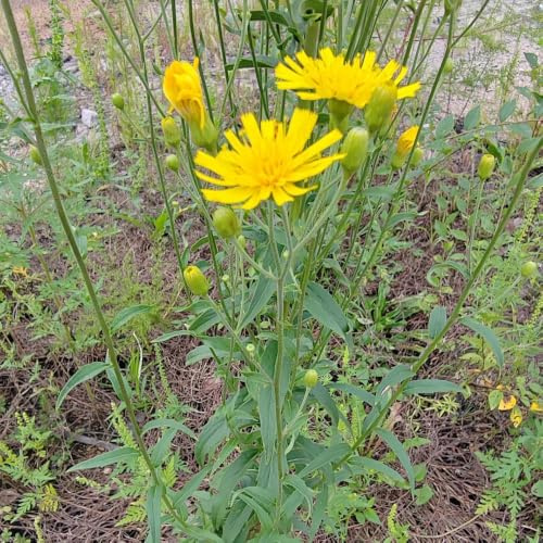 habichtskraut, 40samen kräutergarten herbstblumen