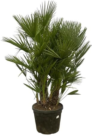 Chamaerops Humilis Höhe 180 cm