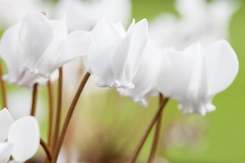 Cyclamen hederifolium 'Album' 9x9 cm Topf – Winterhart, Mehrjährig, Pflegeleicht – Herbst-Alpenveilchen – Bodendecker für Garten & Schattenbeet