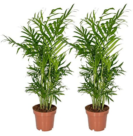 Chamaedorea Elegans - Palma di montagna messicana | 2 pezzi - 30-40cm - Ø12cm - Pianta d'appartamento - Sempreverde - Multideal