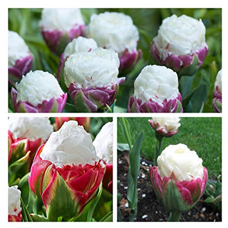 Ice Cream Tulip Flower Bulbs Size 12+ (10) Extraordinary Peony-Flowered Spring Tulip. Easy to Grow