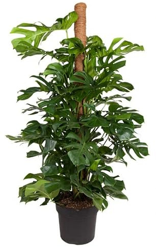 Monstera deliciosa Fensterblatt mit Moosstab Zimmerpflanze 80 cm Höhe