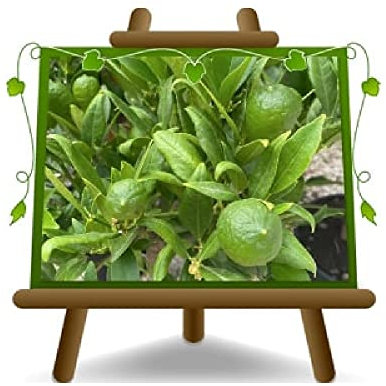 EURO PLANTS VIVAI Agrumes Limequat Citrus Aurantifolia X Fortunelle Arbre fruitier Hauteur: 60~70 cm Pot: 22 cm
