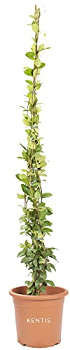 KENTIS - Rhyncospermum Jasminoides- Vraies Plantes d'Extérieur Sempervirens et Résistantes - H 160 cm Pot Ø 18 cm