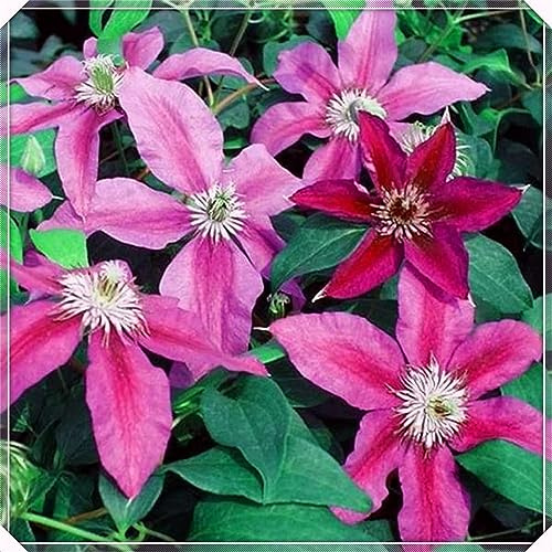 DauerblüHer Kletterpflanzen, Clematis Rhizome, Winterhart MehrjäHrig, Weiß-Rot-Rosa-Violett Farben, MehrjäHrig, 6zwiebeln-H