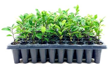 Dwarf English Cherry Laurel | 10 Live Plants | Prunus Laurocerasus Compacta | Fast Growing Hardy Evergreen Privacy Shrub