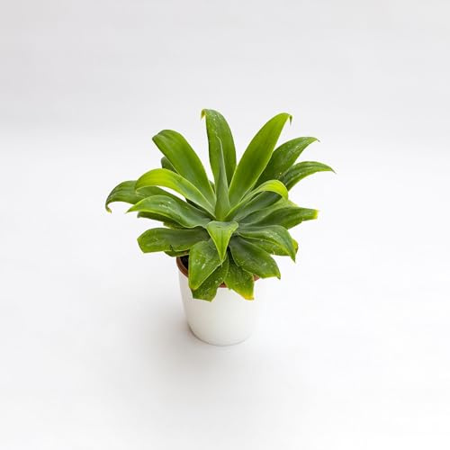 Vivai le Georgiche - Pianta vera di Agave attenuata - vaso Ø 17 cm
