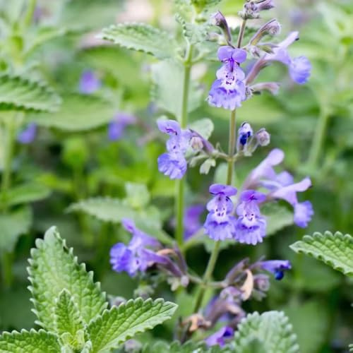 katzenminze bio - mehrjährig winterhart hochbeete für garten 200samen