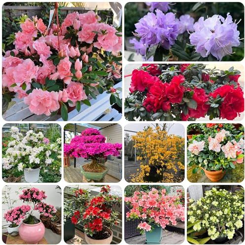 semillas de rododendro de silvestres, arbustos de ación resistente de azalea, arbustos de rápido crecimiento 75pcs