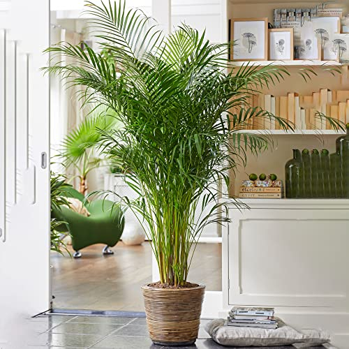 Gardener's Dream Areca Palme (Goldfruchtpalme) - XXL Zimmerpflanze, Tropisch, Immergrüne Zimmerpflanzen, Groß & echt, Pflanzen Größe inkl. Topf 30-40 cm, Palmen-Pflanze für Zimmer, Büro usw.