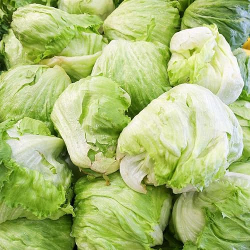 semi di lattuga iceberg da appartamento esotiche freschi di lattuga iceberg verdi da appartamento, biologici 2000pcs