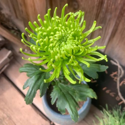 Semi resistenti di crisantemo Decorazione da giardino per esterno, balcone di crisantemo Balcone, resistenti da giardino, 30pcs