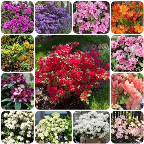 Semi di azalea, da giardino roccioso resistenti Rododendro, selvatici semi di come per gli ospiti semi di da esterno 550pcs