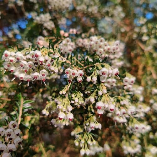 brezo - de primavera, resistentes en brezo de jardín balcón ornamentales lugares soleados interior purificadoras aire interior raras 45semillas