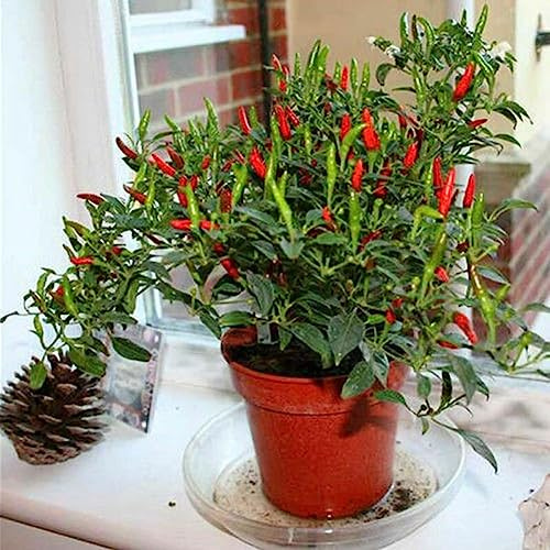 lamphle 50 Unids Hot Pepper Capsicum Ornamental Chili Seeds Bonsai Vegetal Planta Decoración Flor Fruta Árbol Vegetal Semillas Semillas de Pimiento Picante