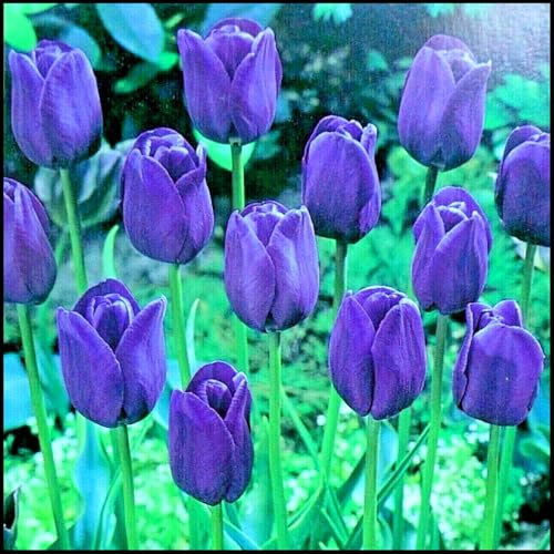 Blumenzwiebel Mix, Winterhart zwiebeln, Winterhart pflanzen, Mehrjährige Blumenzwiebel ist winterhart, Mysteriöse magische Glühbirne-3 Seltene tulpen zwiebeln