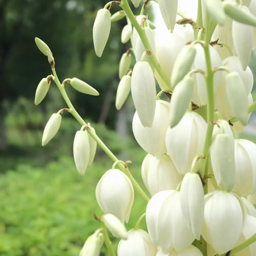 Semillas de Yucca Filamentosa, Lirio de Palma para lugares soleados semillas de raras decoración de jardín de Decoración 55pcs