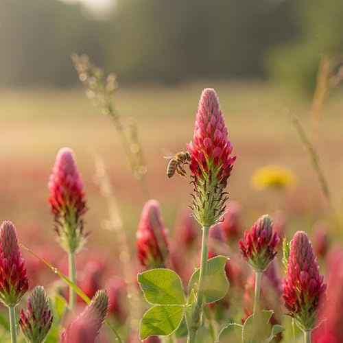 LaCaTho Bio Inkarnat-Klee Saatgut | Heimische Rosenklee Samen | Intensiv leuchtend purpur-roten Blüten | Insekten- & bienenfreundlich | Bodenverbessernd & pflegeleicht (lat. Trifolium incarnatum)