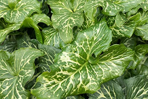 Arum italicum 'Pictum' ca. 9x9 cm Topf - Italienischer Aronstab, dekoratives Laub, ideal für schattige Standorte, winterhart, pflegeleicht