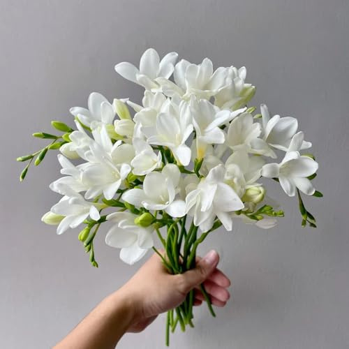 4 pcs freesien zwiebeln winterhart - steinpflanzen winterhart,Freesia refracta, deko frühblüher zwiebeln pflanzen für garten zwiebeln seltene blumenzwiebel blumenzwiebeln mehrjährig