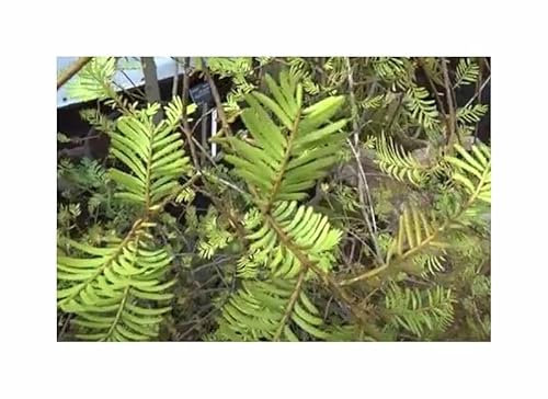 Pcs - 3x Prumnopitys Taxifolia Matai Conifère Nouvelle-Zélande Plantes - Graines ID1817 - Seeds & Plants Shop by Ipsa