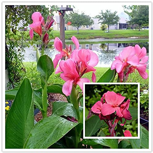 Fleurs ornementales rose carino/fleurs incredibili aiuole facili da coltie-10bulbi