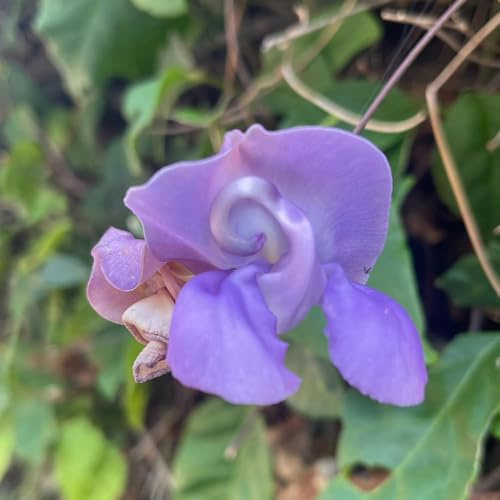 semillas de frijol caracol, variedades antiguas balcón jardín, perennes, resistentes 40pcs