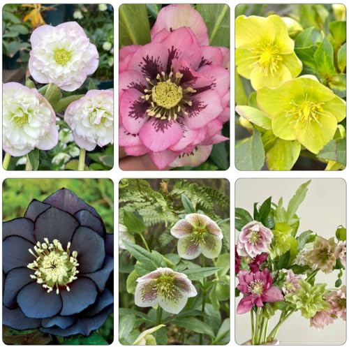 christrose zimmerpflanze schnittblumen blumendeko pflanztöpfe herbstpflanzen winterhart blühend winterharte stauden dauerblüher christrosen wildblumensamen kräutersamen frühlingsblumen 350samen