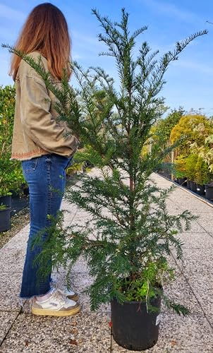 POWERS TO FLOWERS - TAXUS BACCATA, TASSO, VASO 25CM DIAMETRO, ALTEZZA 120cm, piante vere
