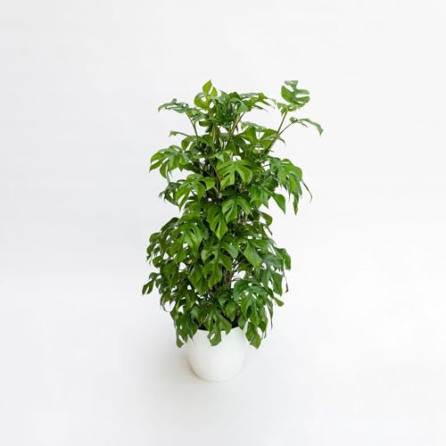 Vivai le Georgiche - Pianta vera di Monstera minima - - - diametro vaso Ø 19 cm