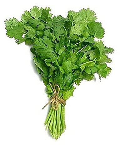 Herb Plants - 'Coriander' - 3 x Full Plants in 9cm Pots - Garden Plants - Coriander Plants - Garden Ready + Ready to Plant - Indoor or Outdoor - Premium Quality Plants