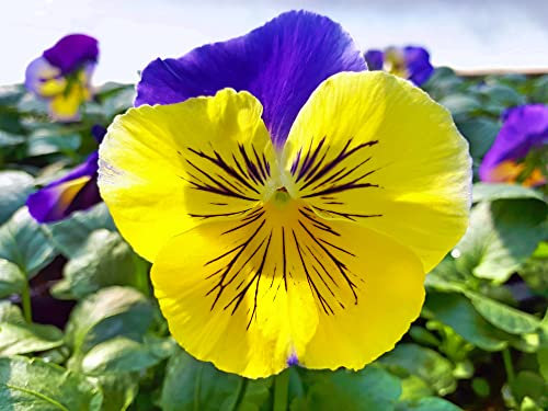 Bedding Plants, 'Morpheus', 20 x Full Plant Pack, Pansy Plants, Pansies, Pansy, Garden Flowers, Garden Ready and Ready to Plant, Premium Quality Flowers