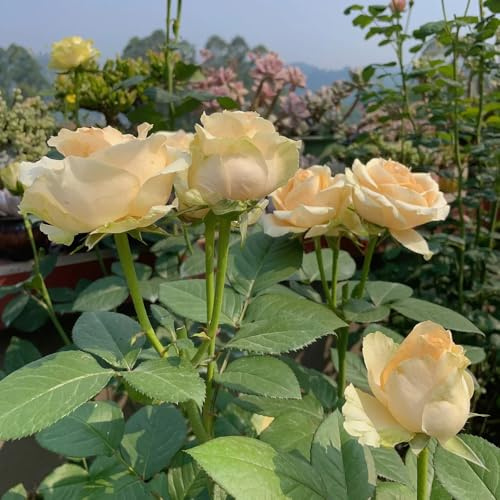 semillas de rosa resistentes, semillas de rosa - semillas de cobertura del suelo resistentes semillas de rosal trepador plantas de jardín de rocas Decoración de plantas para balcón y 50pcs