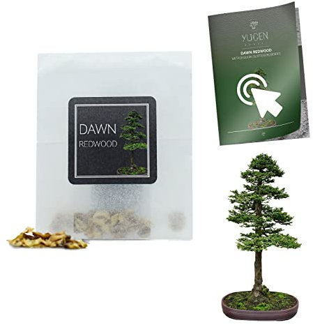 30 Dawn Redwood Bonsai Seeds | Metasequoia Glyptostroboides | Growing Guide | Grow Your Own Bonsai Tree | Bonsai Beginners and Enthusiasts