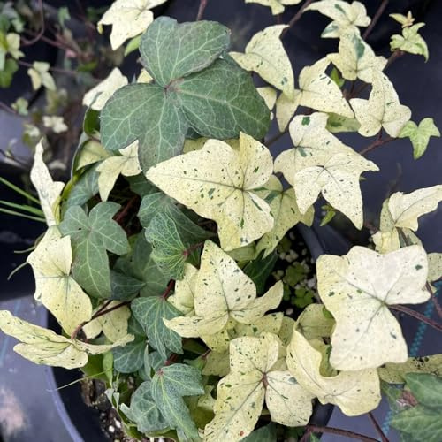 semillas de hiedra, invernaderos de Decoraciones jardín exteriores tapizantes en, parterre elevado interior exóticas balcón 50pcs