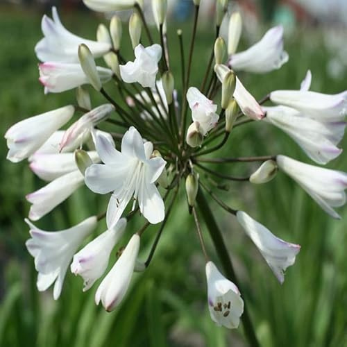 6x Weiße Schmucklilie 'Albidus' - Agapanthus africanus 'Albidus' - Topf 9x9cm - Weiß blühende Kübelpflanze
