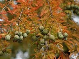 Cipresso Calvo, Taxodium distichum, del Nord, 30 Albero semi (Veloce, Hardy, Fall Colour)