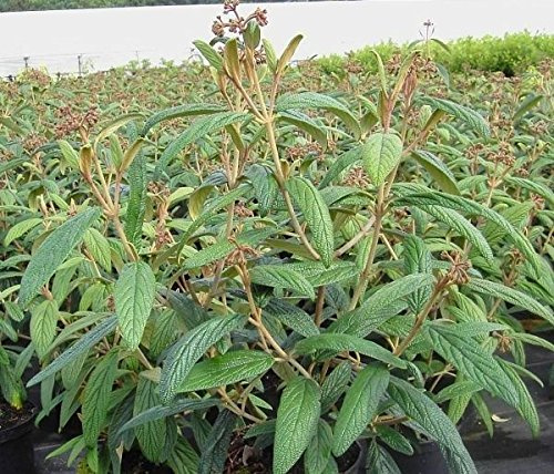 Viburnum rhytidophyllum - Runzelblättriger Schneeball - Immergrüner Schneeball - Zungen-Schneeball Größe 150-175cm