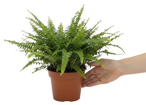 Helecho de Boston Natural para Casa DECOALIVE Nephrolepis Exaltata Maceta Decorativa 12 cm Planta Viva con Encanto