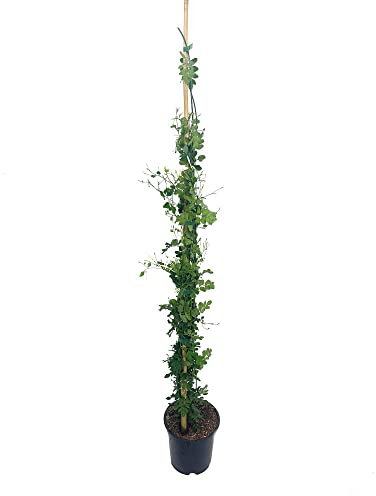 PLANTA TREPADORA NATURAL JASMINUM OFFICINALIS M20 110CM (JAZMIN COMUN) PARA EXTERIOR