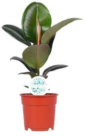 Gummibaum Ficus Elastica Robusta – Zimmerpflanze Ø17cm – ca. 55cm hoch – pflegeleichte Pflanze mit großen glänzenden Blättern für Wohnzimmer, Büro & Innenraum