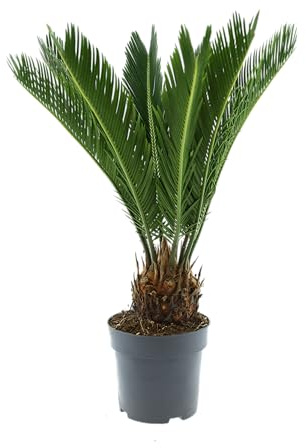 Cycas Revoluta (Sagopalme) Zimmerpflanze – Exotische Palme für Innenräume, Pflegeleicht & Langlebig (2, 60-70 cm)