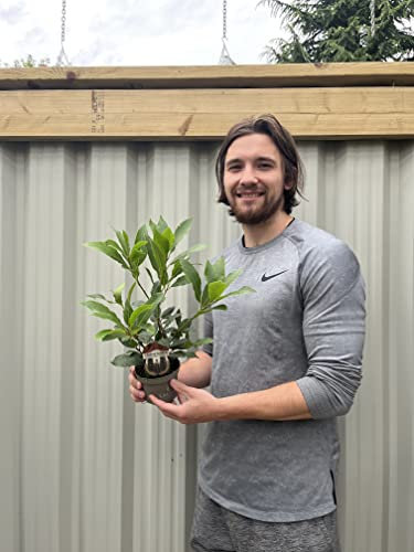 Laurus nobilis | Bay Tree | Bay Leaf Herb (40cm)