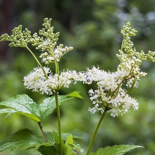 Nouveau frais 50pcs Filipendula ulmaria graines de plantes