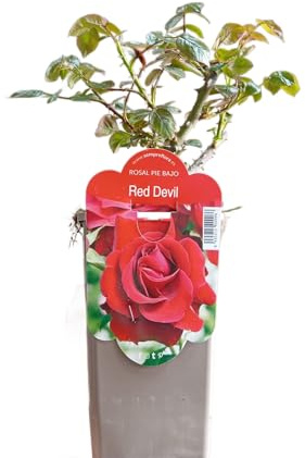 Rosal Arbustivo Rojo Florido Planta Ornamental con Rosas Naturales