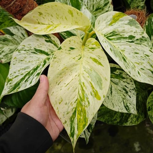 Semi di Pothos - resistenti esterno in vaso balcone ufficio d'appartamento facili curare prodotti sostenibili interno decorative per la decorazione pareti 120pcs