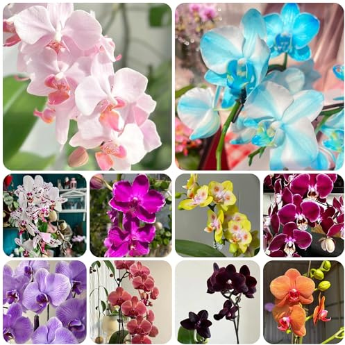 orchidee phalaenopsis orchidea semi di per balcone d'appartamento purificatrici d'aria semi di tappezzanti resistenti al freddo 550semi
