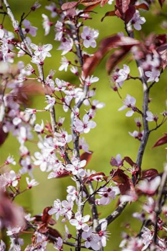 Blutpflaume Prunus cerasifera Nigra 60-100 cm Zierbaum winterhart | Dunkelrotes Laub, rosa Blüten, sonniger Standort, ideal als Solitär, zieht Bienen an, schnittverträglich